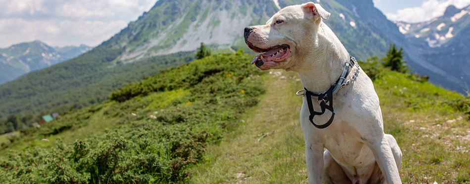 Cute pitbull relaxing on green grass on mountains background 