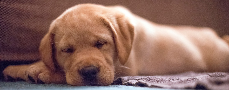 Cute puppy sleeping