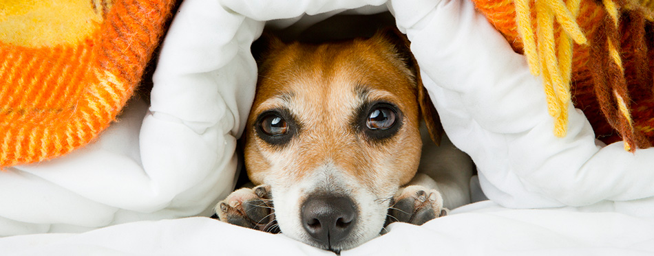 Cute relaxed puppy