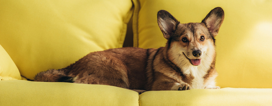 Cute welsh corgi dog lying on yellow sofa 