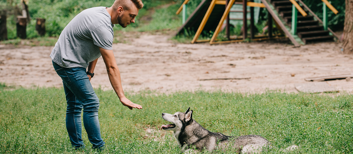 Cynologist and husky dog training lying command with hand gesture - stock image