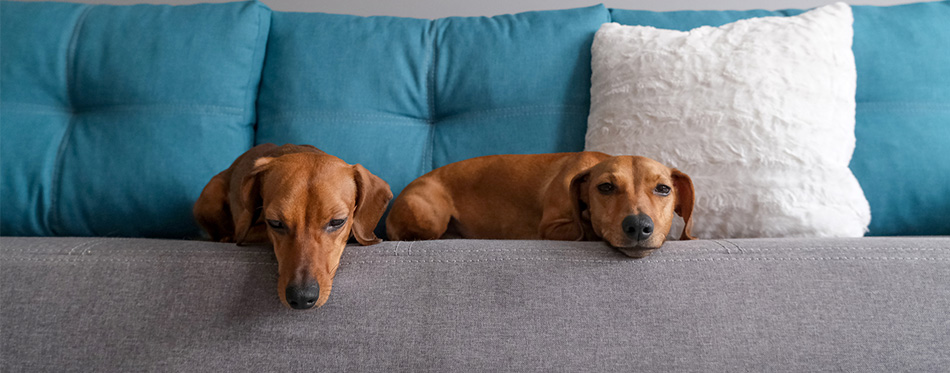 Dachshund dogs lying on the sofa