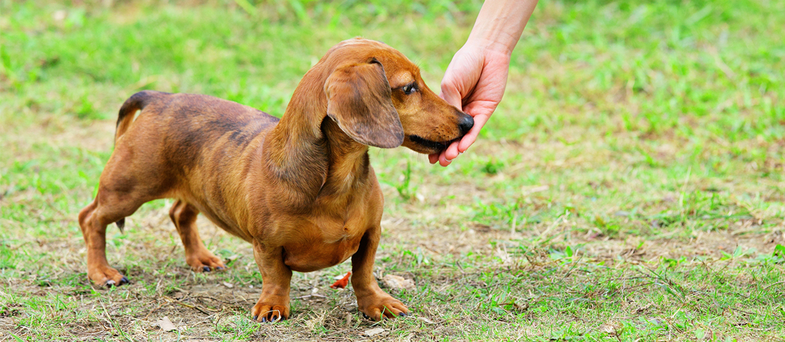 Dachshund feeding