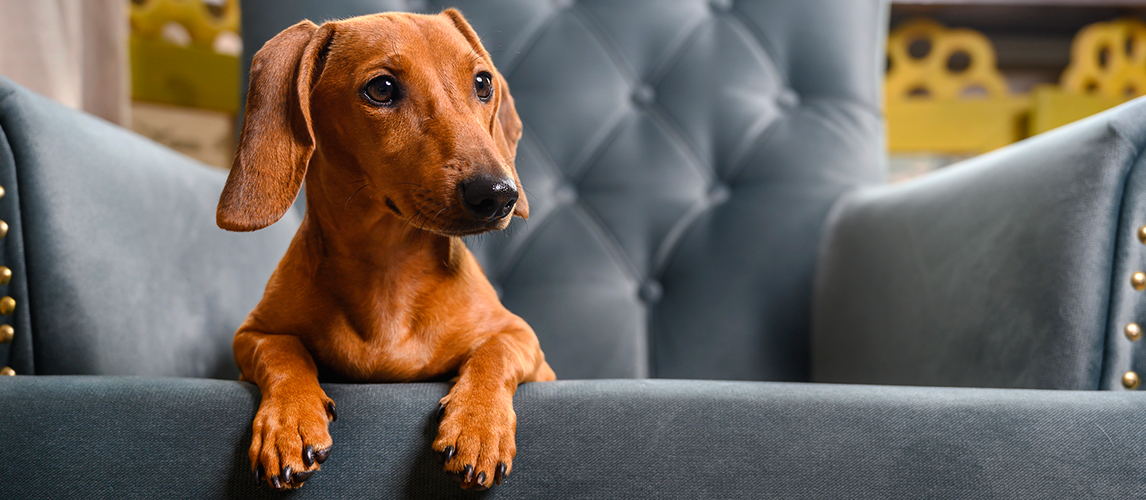 Dachshund lying