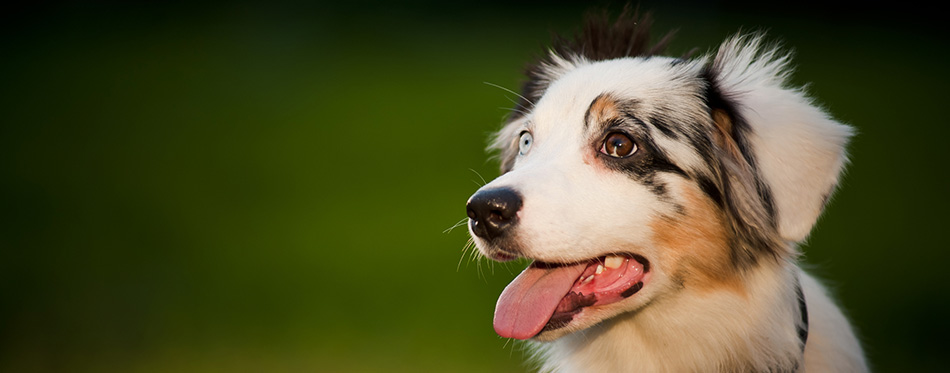 Dog Australian Shepherd merle