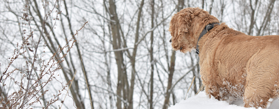 Dog Cocker Spaniel in winter forest