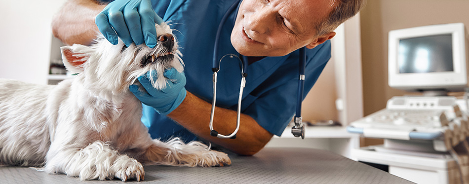 Dog and vet