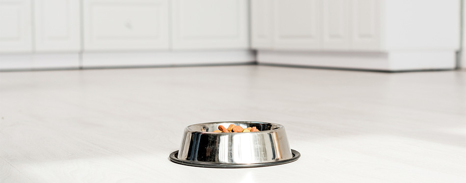 Dog food bowl