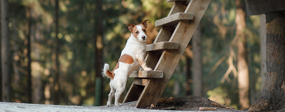 Dog jack russel terrier outdoors