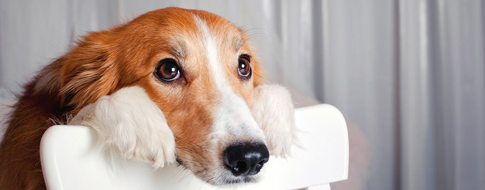 Dog looking at the owner