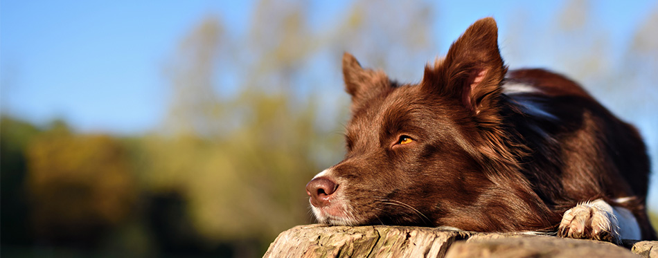 Dog lying on a stump