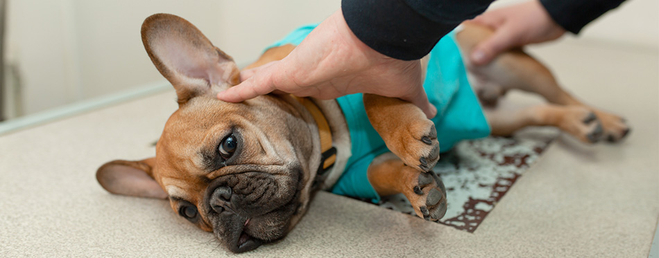 Dog massage