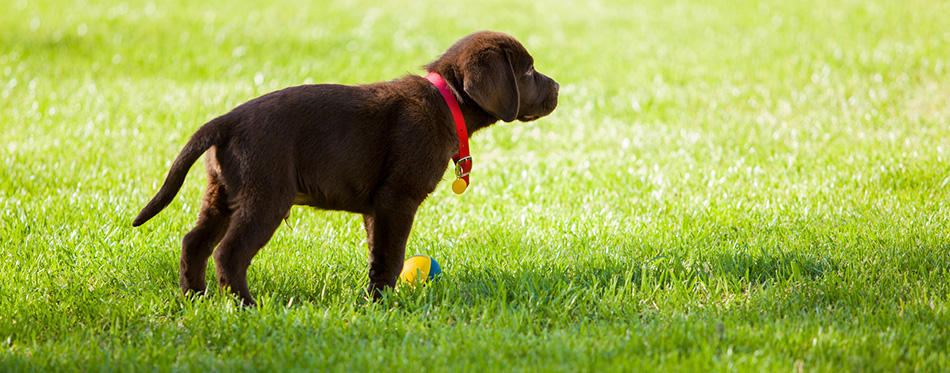 Dog on grass