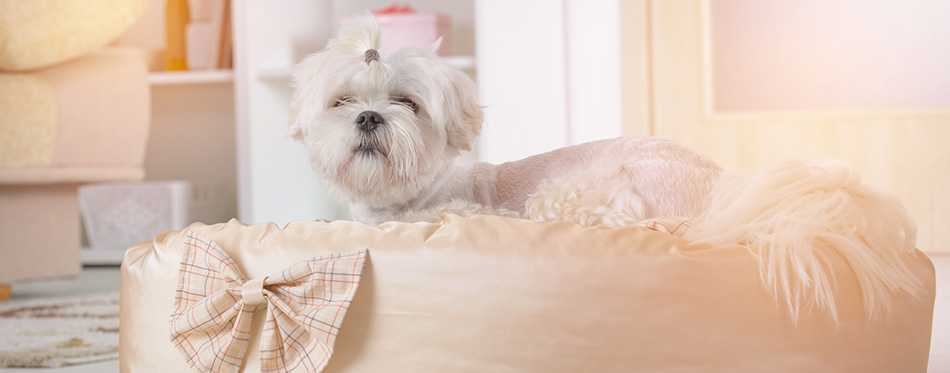 Dog on the dog bed 