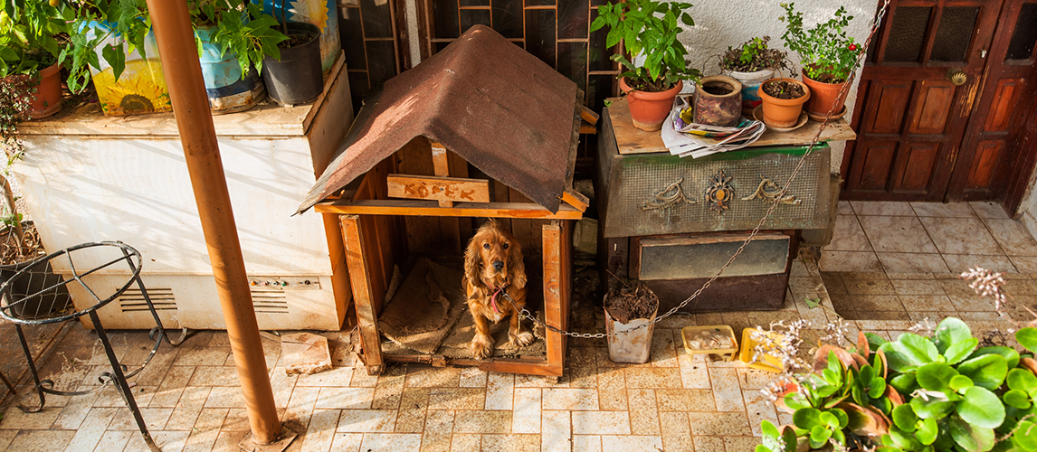 Dog protects the house