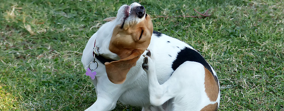 Dog scratching himself behind his ear