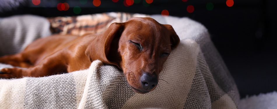 Dog sleeping