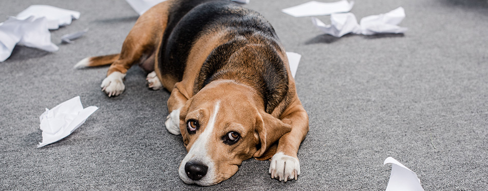 Dog with torn paper