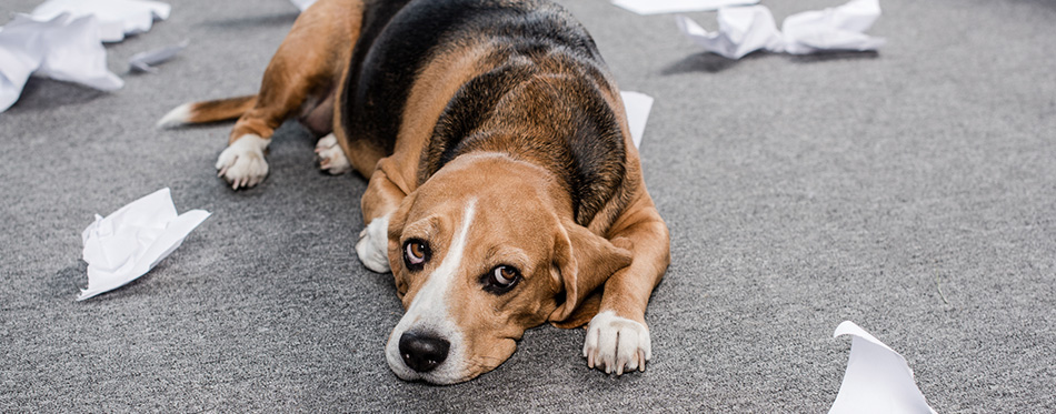 Dog with torn paper