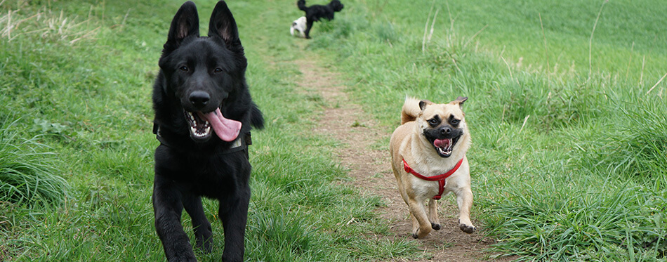 Dogs running in a field