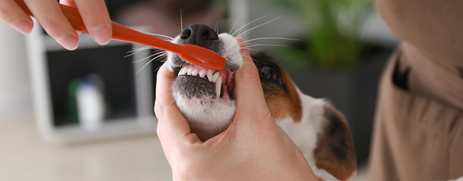 Dog's teeth brushing