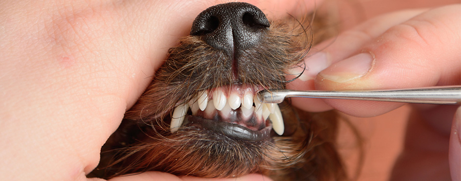 Dog's teeth