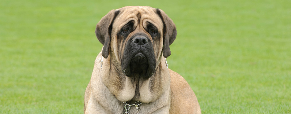 English Mastiff