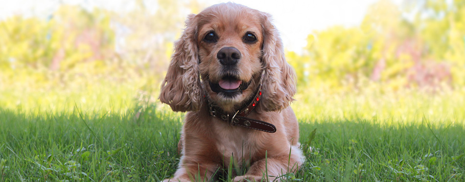 English Spaniel in a green meadow in the rays of the dawn sun 