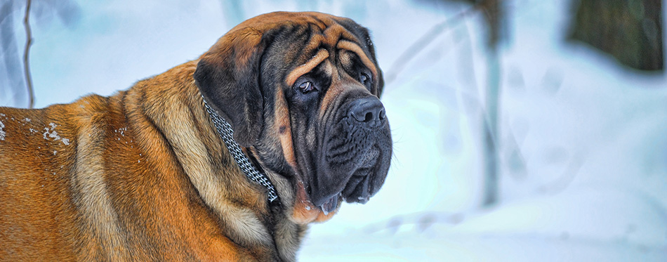 English mastiff