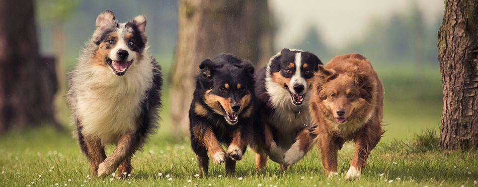 Four Australian Shepherd dogs running on the meadow 