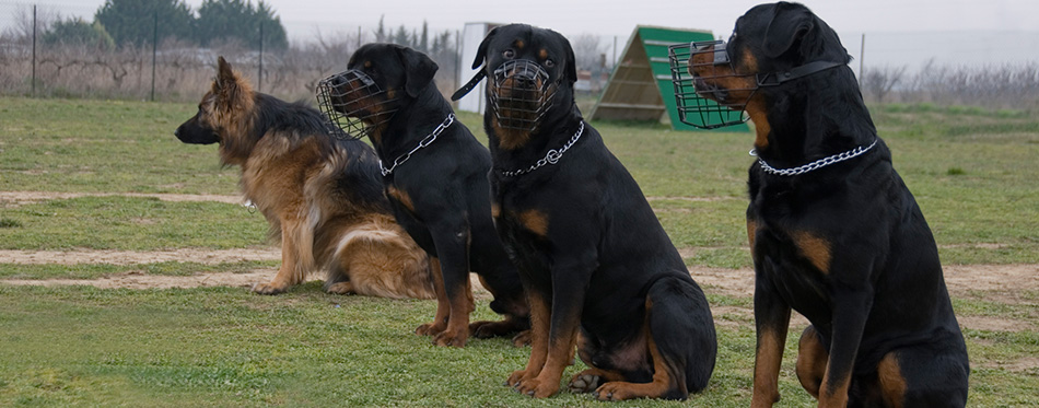 Four watching dogs 