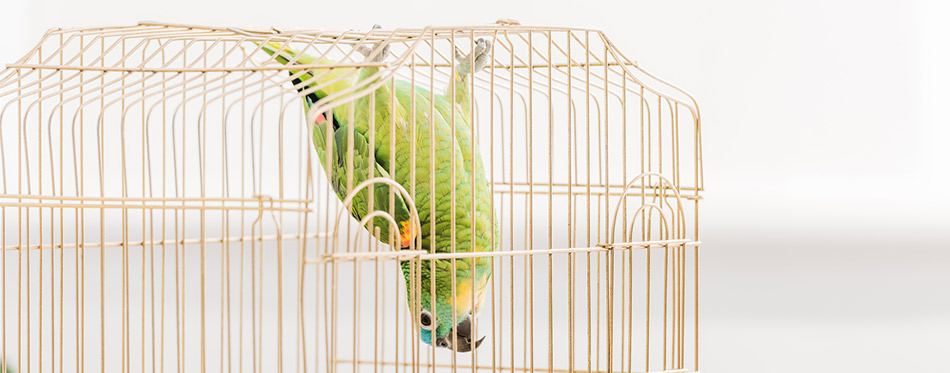 Funny green amazon parrot hanging head down in bird cage