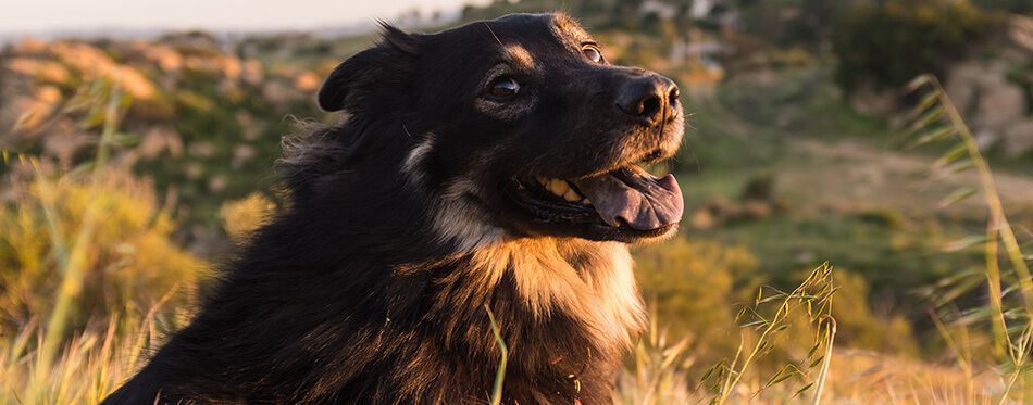 German Shepherd Chow Mix