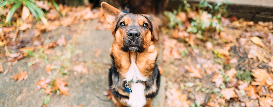 German Shepherd Corgi dog mix with one raised ear and one floppy ear looking into camera