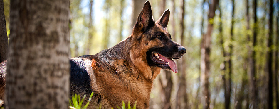 German Shepherd Dog Breed