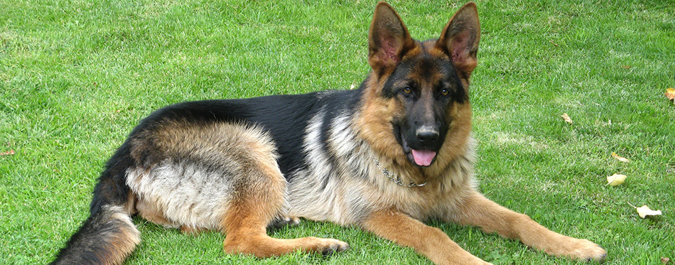 German Shepherd on Grass