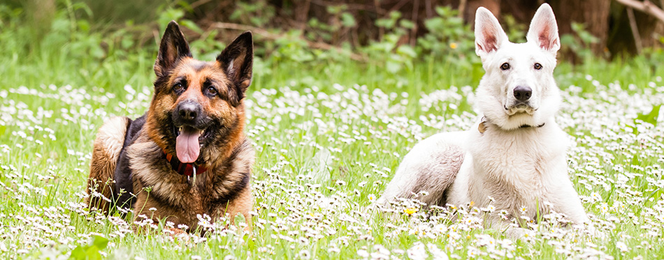 German shepherd dog with White Swiss Shepherd