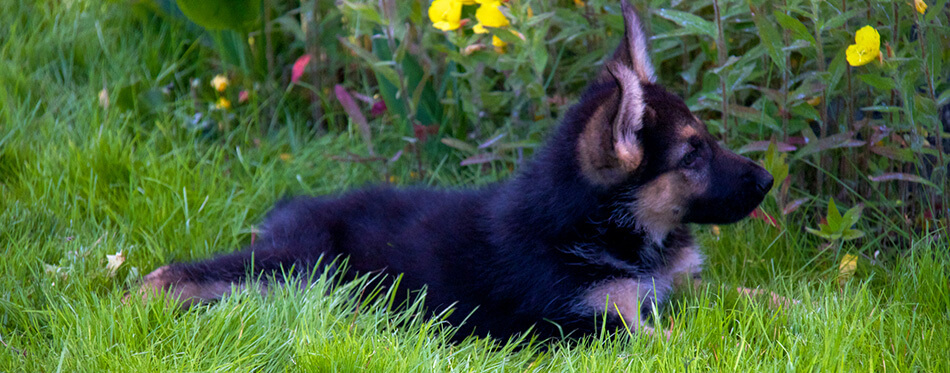 German shepherd in front of a natural green background 