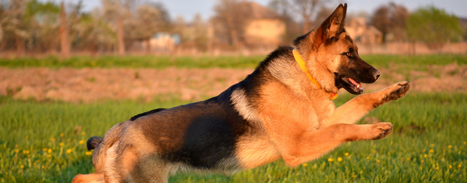 German shepherd