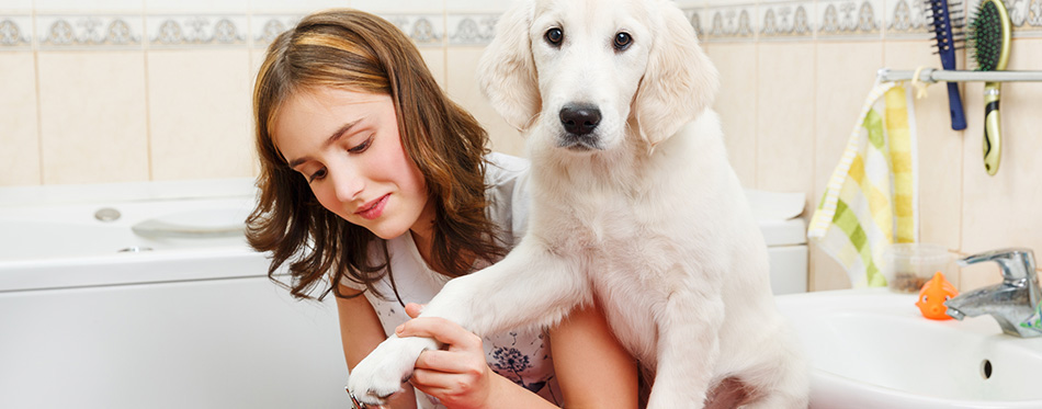Girl grooming of her dog at home