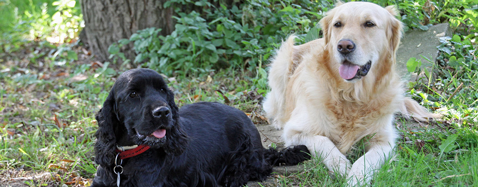 Golden Retriever and Cocker Spaniel