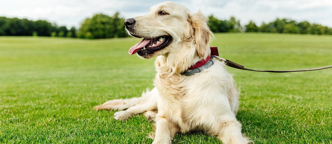 Golden retriever dog on grass