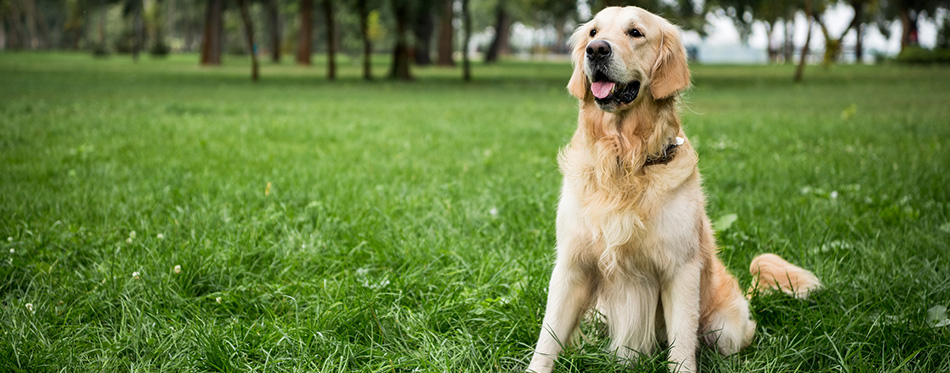 Golden retriever dog sitting on green lawn in park