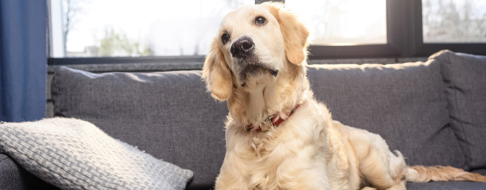 Golden retriever dog 