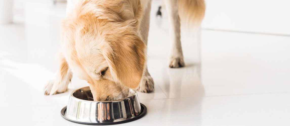 Golden retriever eating dog food from metal bowl 