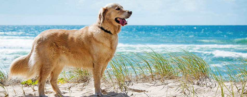 Golden retriever on a sandy dune overlooking beach