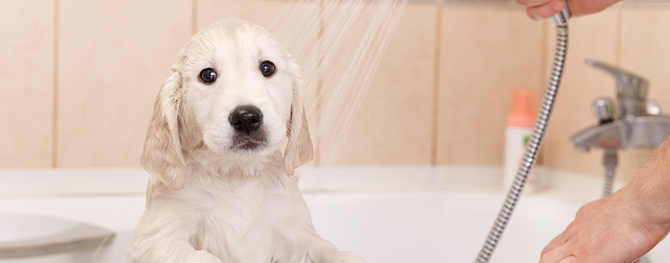 Golden retriever puppy in shower