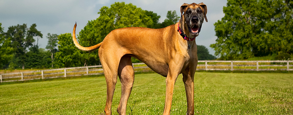 Great Dane standing in field panting, looking at viewer