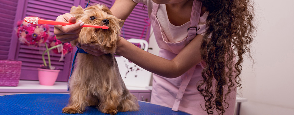 Groomer grooming dog