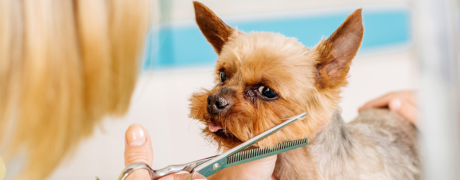 Grooming dog with tool for shedding hair. medicine, pet, animals, health care and people concept 